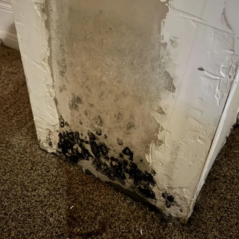 Professional Mold Removal in Lawton, MI